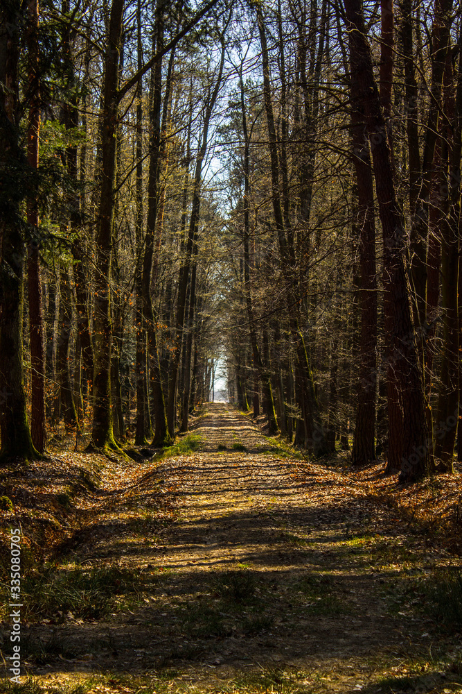 Fototapeta premium The rays of the sun on the road in the forest. Beautiful landscape. Background.