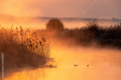 Obraz na płótnie Poranek nad Narwią. Rzeka Narew. Piekne Podlasie. Polska w salonie