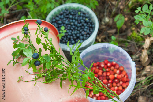 Buckets full of blueberries and wild strawberries stands in the middle of the forest. Gift of nature. Harvesting and stocks of forest berries for the winter.