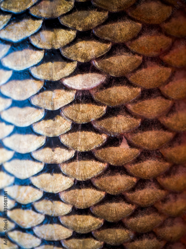 Beautiful golden fish scales close-up