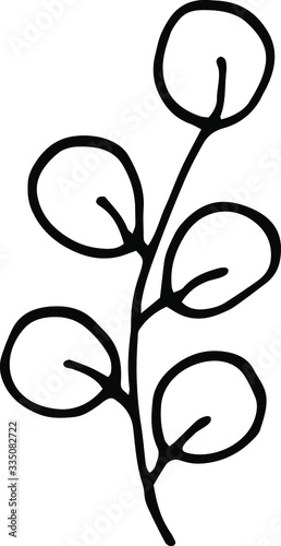 Vector floral silhouettes..Hand drawn eucalyptus branch with leaves.  Graphic design elements. Black and white botanical illustration. Doodle illustration.