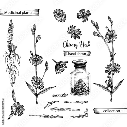Realistic Botanical ink sketch of chicory root, flowers, powder, bottle isolated on white background, floral herbs collection. Medicine plant.