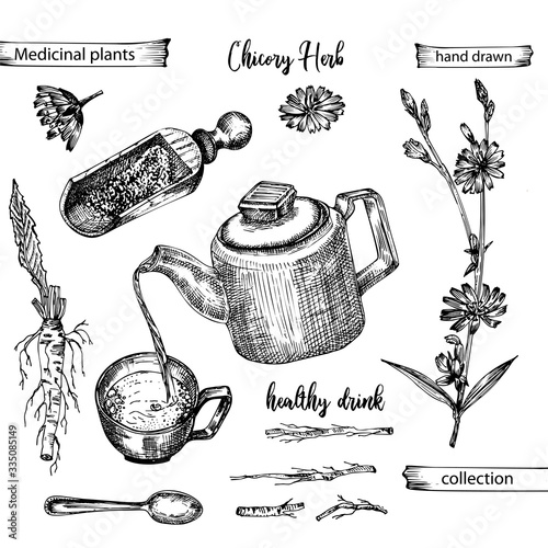 Realistic Botanical ink sketch of chicory root, flowers, powder, teapot, tea cup and spoon isolated on white background, floral herbs collection. Medicine plant.