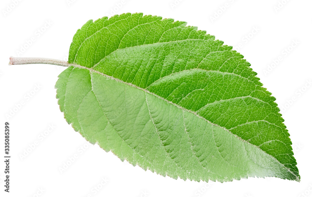 Fototapeta premium Apple leaves isolated on white