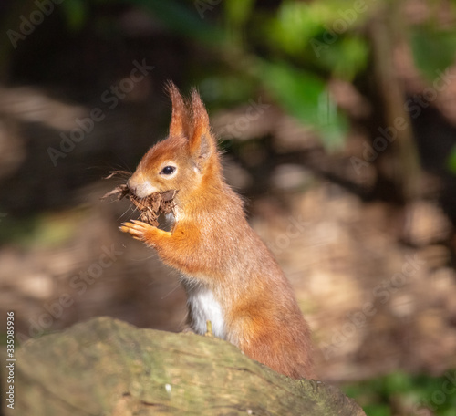 Super cute red squirrel eating