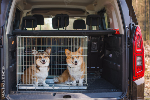 Photography Two welsh corgi pembroke dogs sitting  in the back of the car in a cage
