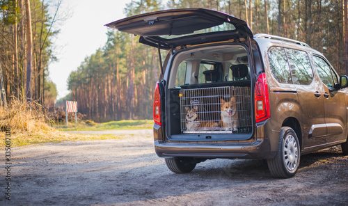 Photography Two welsh corgi pembroke dogs sitting  in the back of the car in a cage