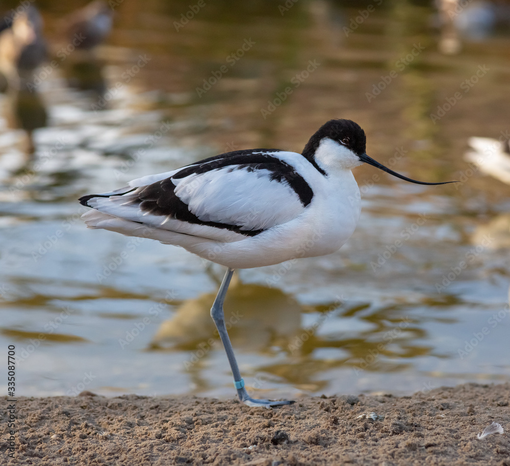 avocet in a lake avocet in a lake