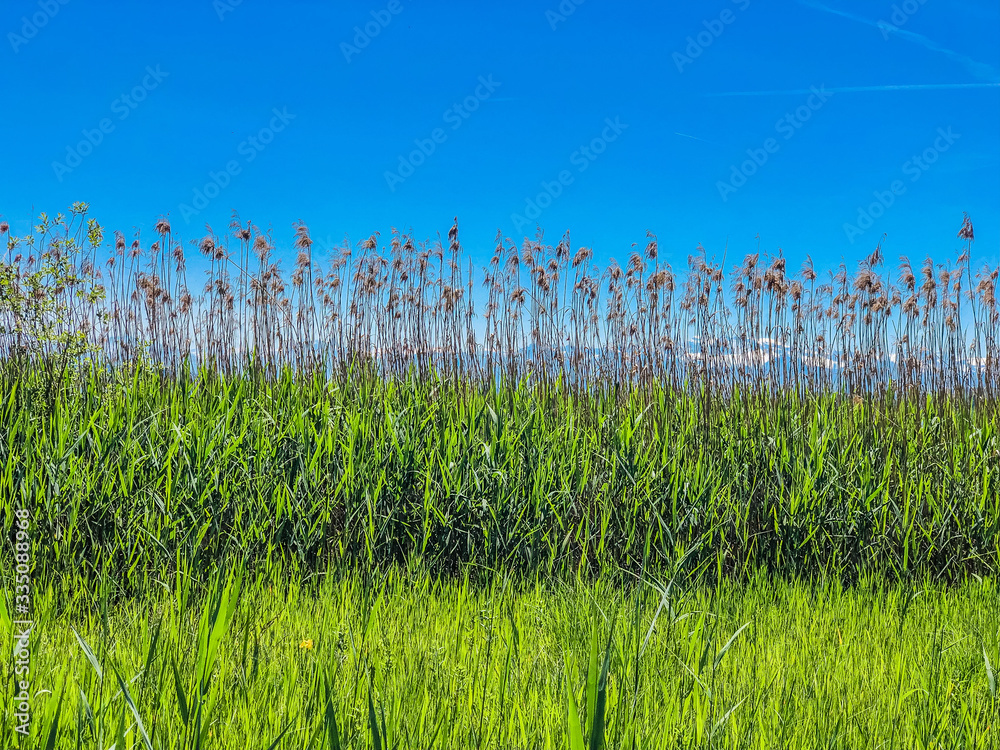 Obraz premium grass and blue sky