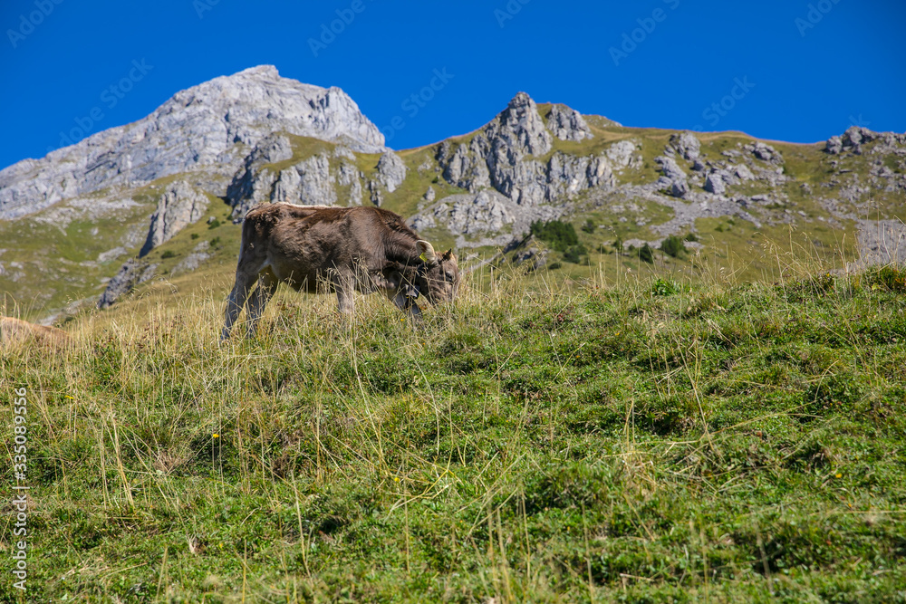 mountain cow n the mountains