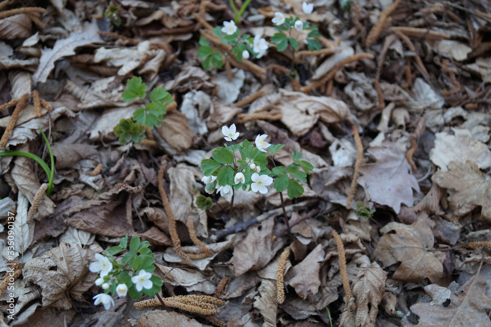 wild flowers in the forest wild flowers in the forest