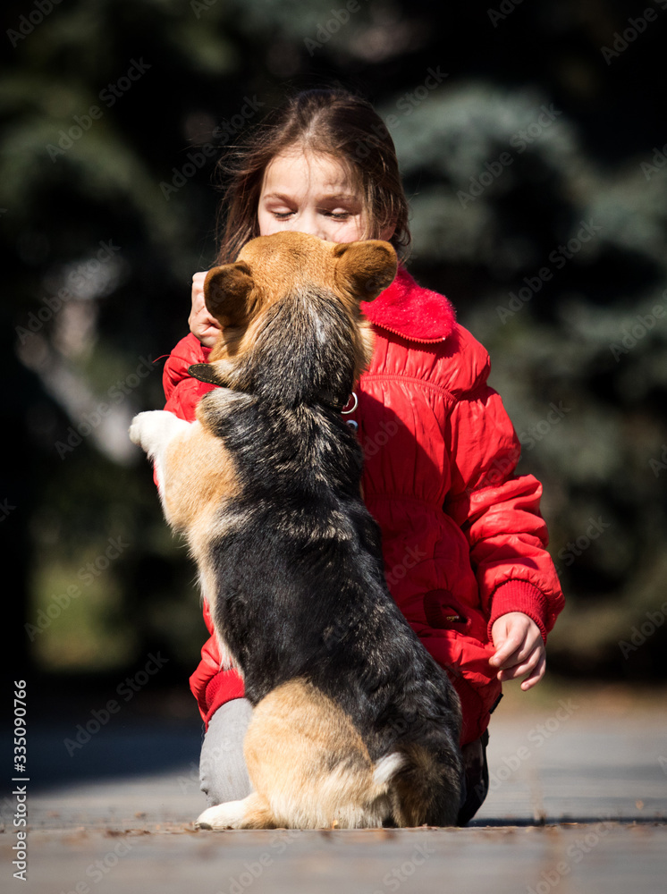 child girl and welsh corgi dog play together