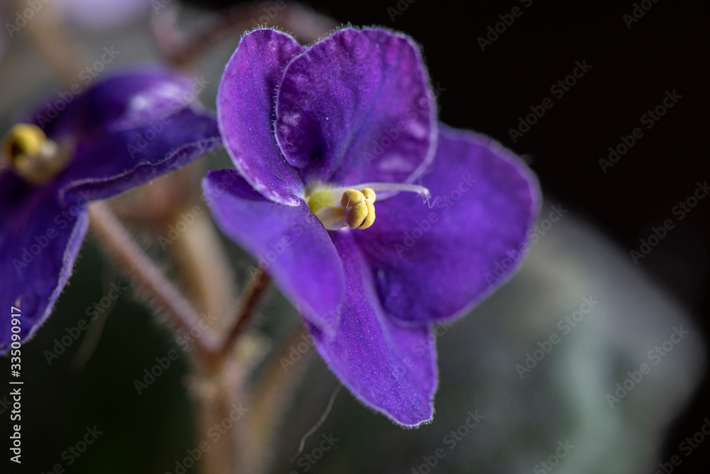 Violet flower on a dark background. Photographed close-up.