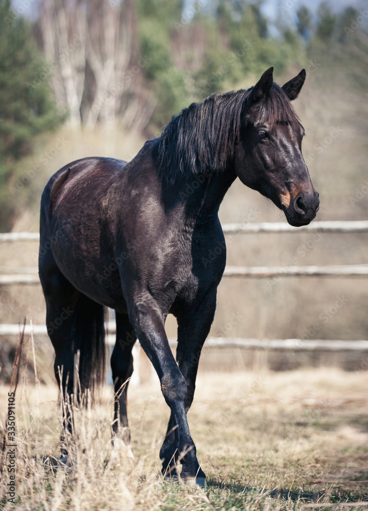 Portrait of graceful black horse