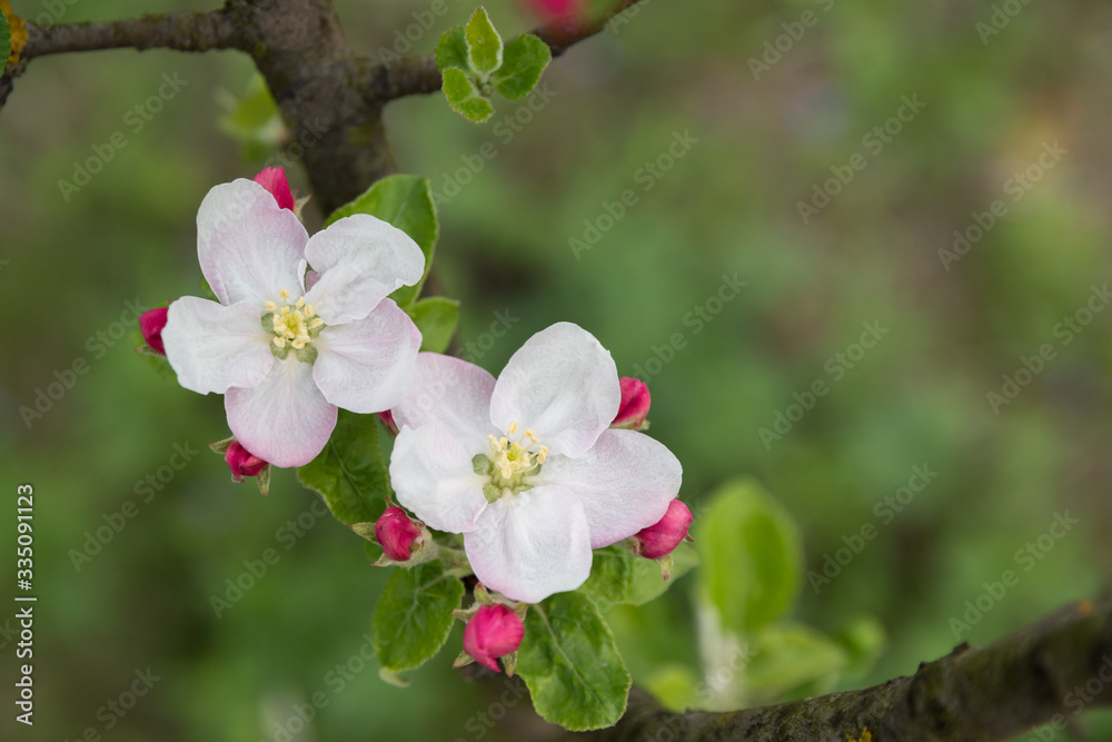 Springtide. Sprigs of apple trees with blossoms on green background
Springtide. Sprigs of apple trees with blossoms on green background