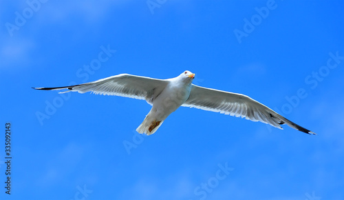 gaviota volando en un cielo azul