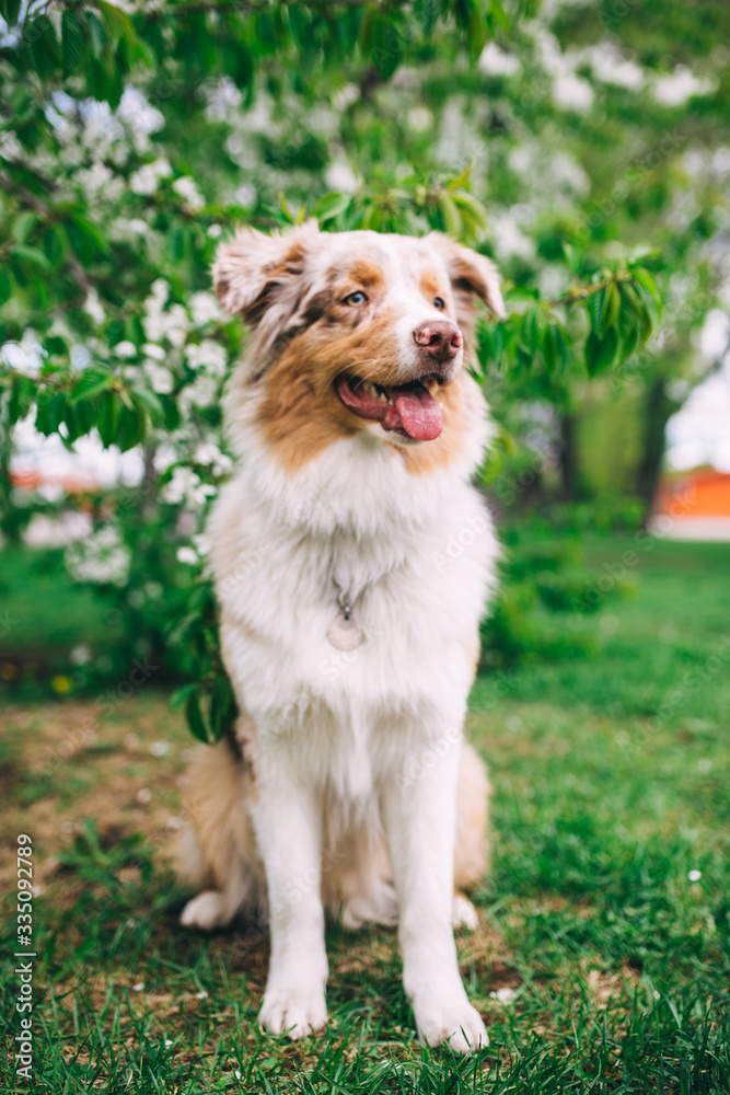 Australian shepherd Australian shepherd