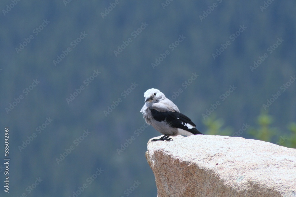 Obraz premium Mountain bird sitting on rock outcropping in Rocky Mountain National Park