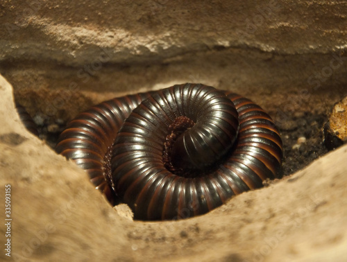 Fotografija giant African millipede