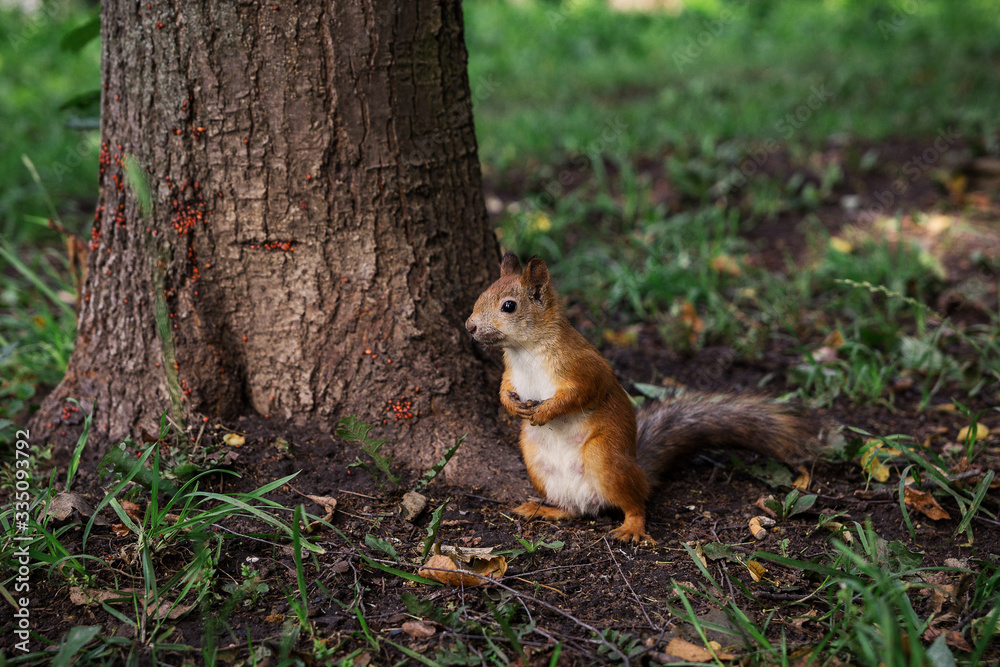 Little Redhead curious squirrel stands under a tree on her hind legs and watches, front paws folded in front. Little Redhead curious squirrel stands under a tree on her hind legs and watches, front paws folded in front.
