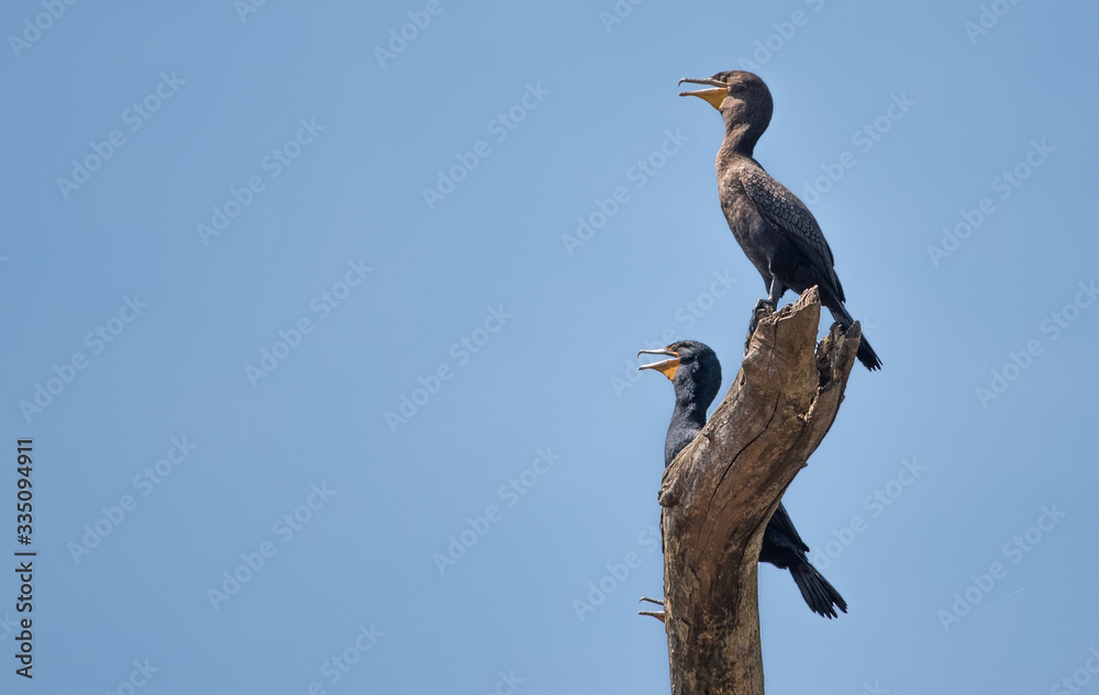 Cormorant Cormorant