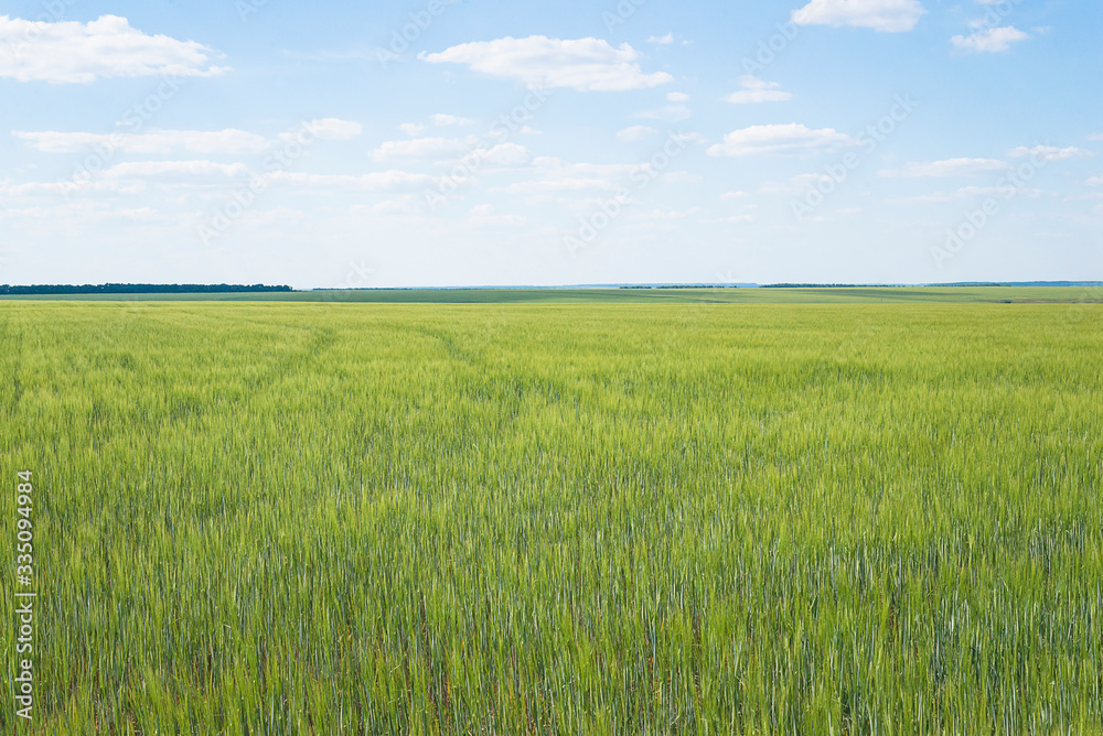 Beautiful rural landscape. Agricultural field with barley on sunny day