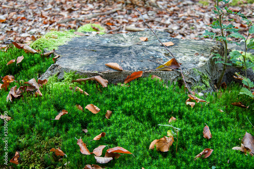 Souche en forêt