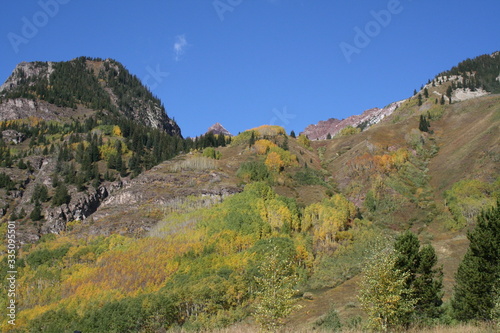 Aspen trees lining mountain side in the Elk mountains