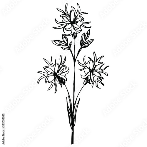 Isolated vector illustration of a Ragged Robin plant. Petite Jenny flower. Lychnis Flos-cuculi. Coronaria flos-cuculi. Hand drawn linear black ink sketch. photo