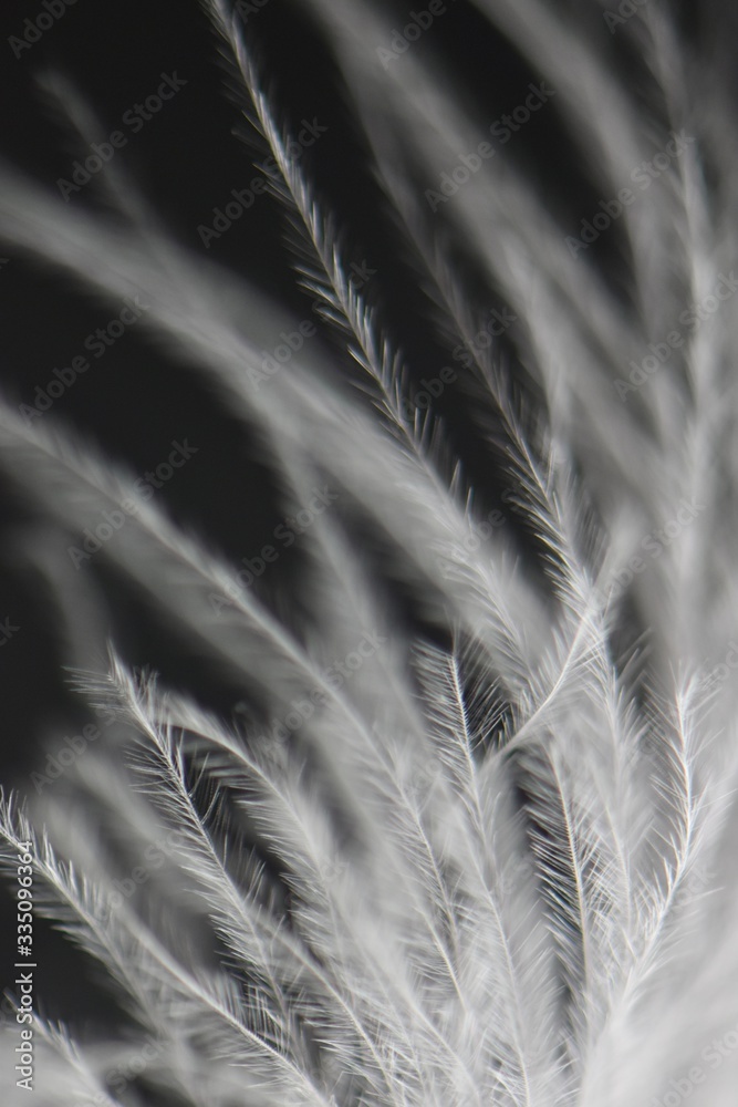 Obraz premium extreme close up of white feather texture 