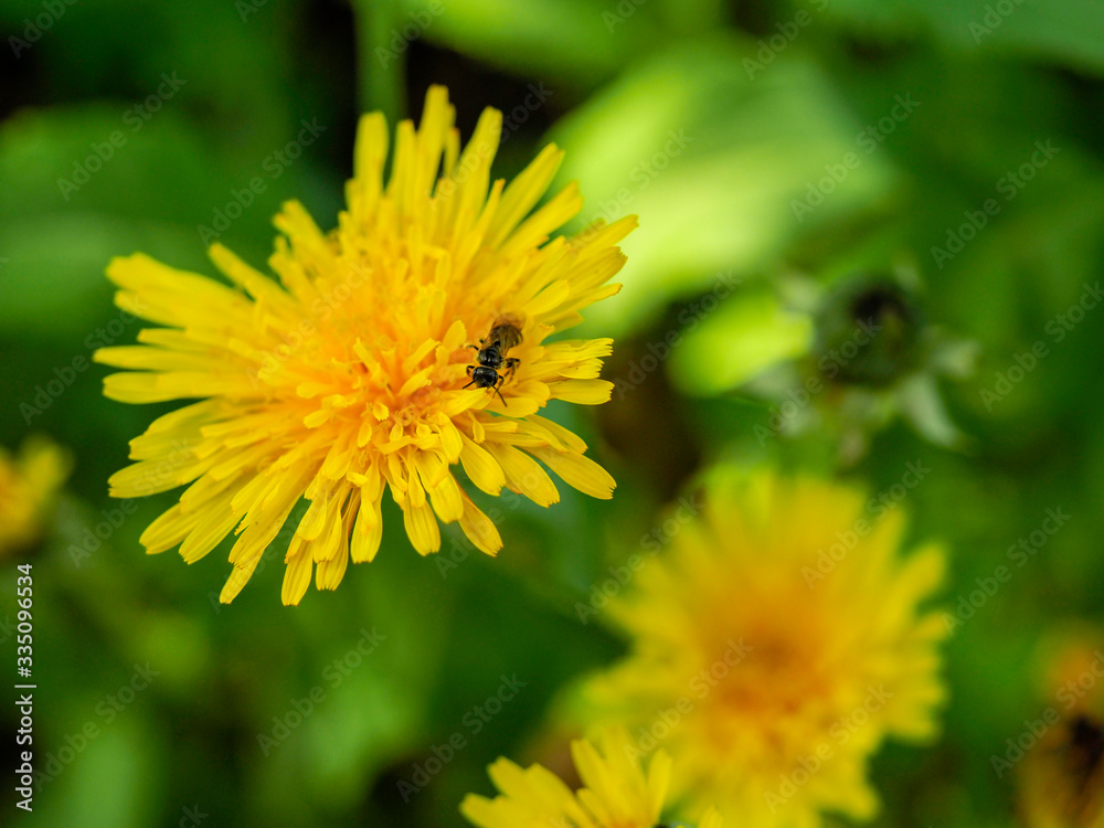 Yellow dandelions. Bright dandelion flowers on the background of green spring meadows. Blooming yellow dandelions in the spring meadow. Yellow dandelions. Bright dandelion flowers on the background of green spring meadows. Blooming yellow dandelions in the spring meadow.