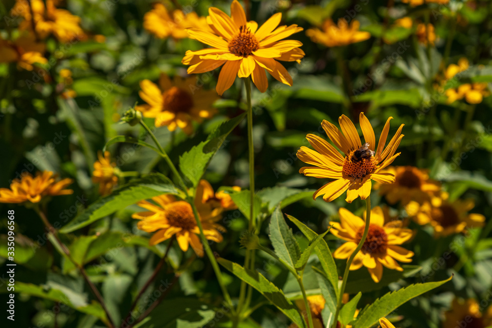 Many blossoms of the orange coneflower in the sunlight, one with honey bee, shallow depth of field, selective focus Many blossoms of the orange coneflower in the sunlight, one with honey bee, shallow depth of field, selective focus