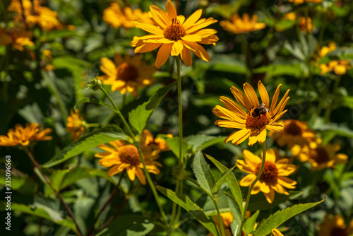 Many blossoms of the orange coneflower in the sunlight, one with honey bee, shallow depth of field, selective focus