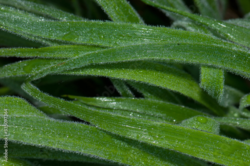 Leaves in the Integral Natural Reserve of Mencafete. El Hierro. Canary Islands. Spain. photo