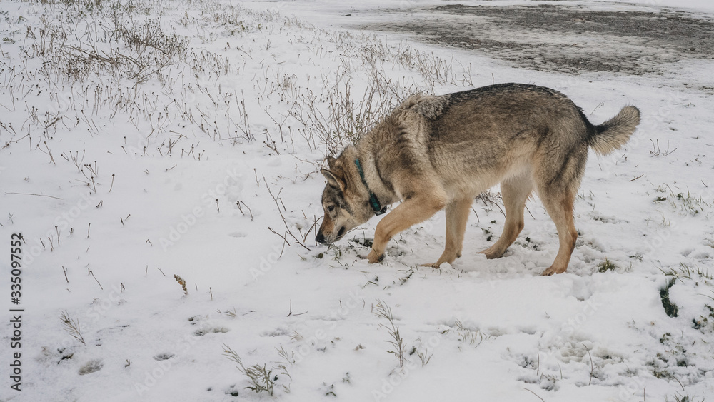 Obraz premium Lobo en olfateando la nieve en la montaña