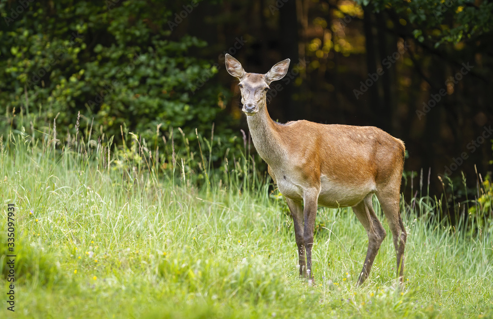 Surprised red deer, cervus elaphus, hind standing on a green meadow and facing camera in summer nature. Curious female mammal with brown fur on a meadow with short green grass from side. Surprised red deer, cervus elaphus, hind standing on a green meadow and facing camera in summer nature. Curious female mammal with brown fur on a meadow with short green grass from side.