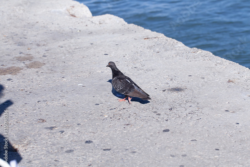 Pombo andando em busca de alimento na costa photo