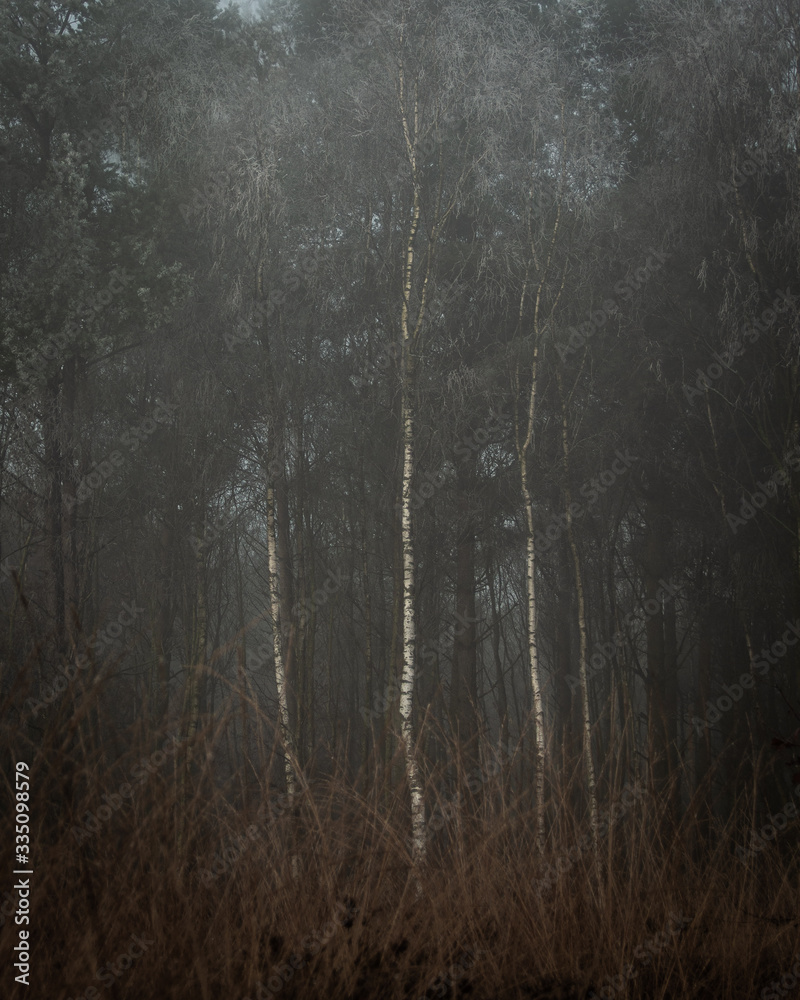 Obraz premium Mroźna paproć