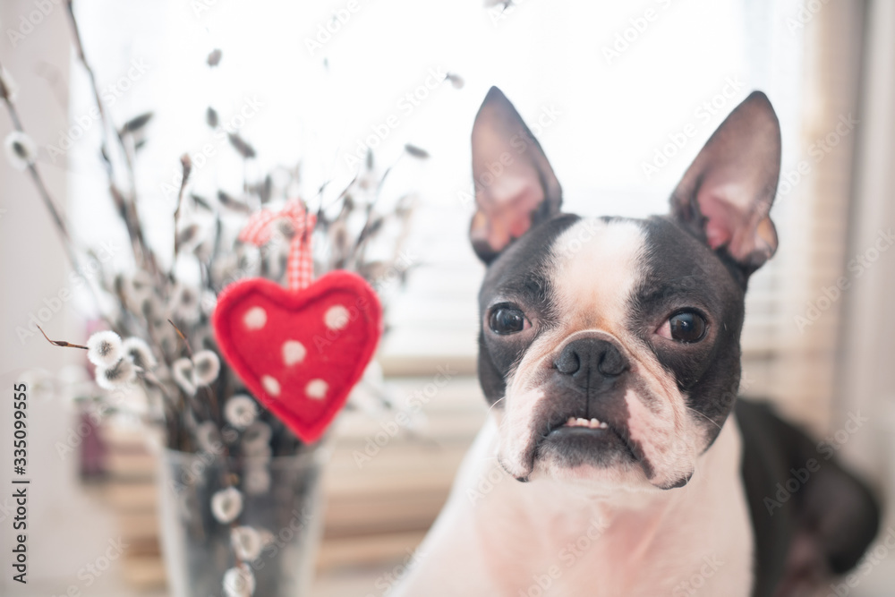 A young Boston Terrier dog near a vase of spring willow with a red heart made from a rag. The concept of love, spring and Easter.