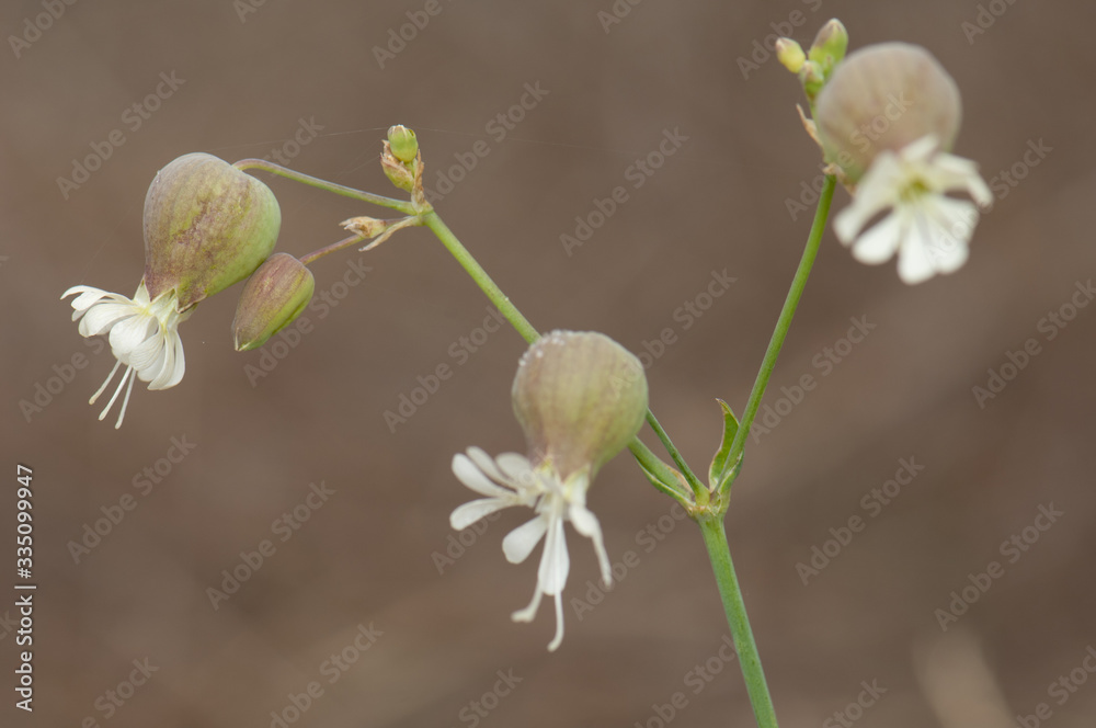 Flowers of bladder campion Silene vulgaris in Valverde. El Hierro. Canary Islands. Spain.