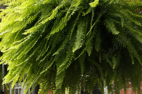 Fern