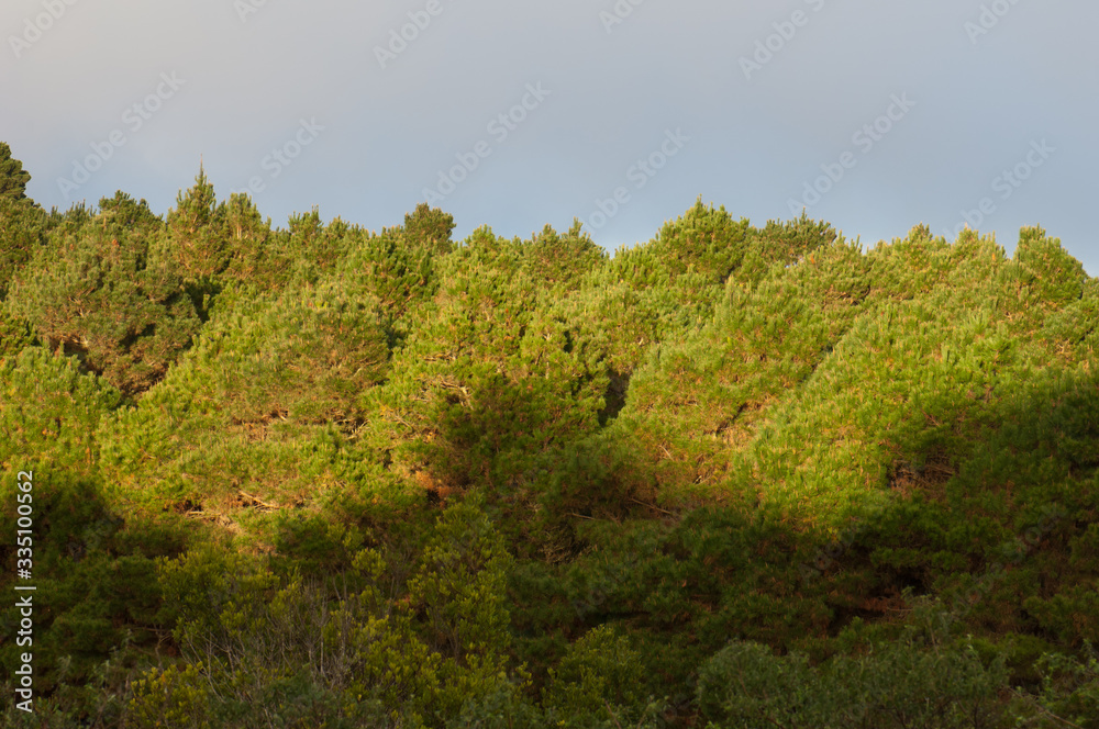 Forest of Aleppo pine Pinus halepensis in Valverde. El Hierro. Canary Islands. Spain.