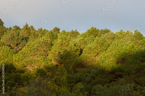 Fototapeta Naklejka Na Ścianę i Meble -  Forest of Aleppo pine Pinus halepensis in Valverde. El Hierro. Canary Islands. Spain.