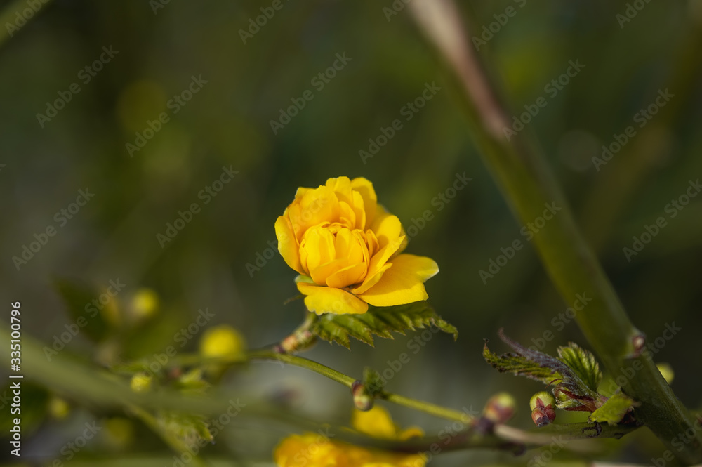 Beautiful yellow flowers on a bokeh background Beautiful yellow flowers on a bokeh background