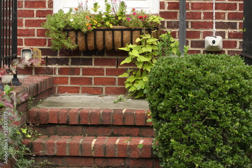 plants and steps