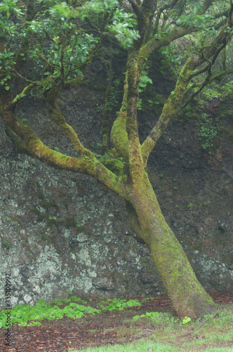 Firetree Myrica faya replicating the famous Garoe Holy Tree. El Hierro. Canary Islands. Spain. photo