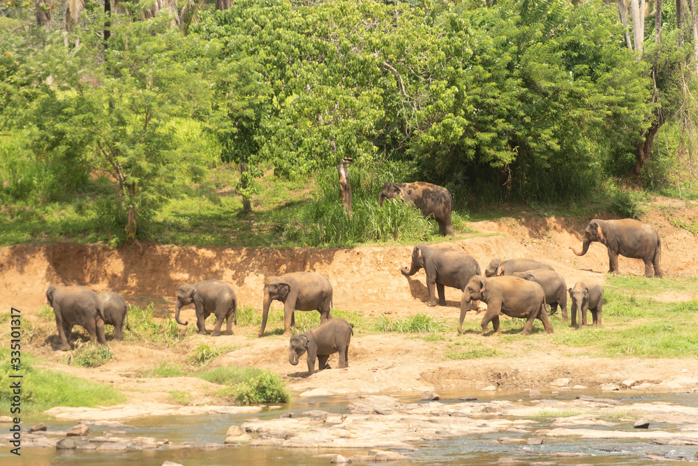 Naklejka premium Pinnawala Elephant Orphanage is an orphanage, nursery and captive breeding ground for wild Asian elephants located at Pinnawala village,Kegalle town in Sabaragamuwa Province of Sri Lanka