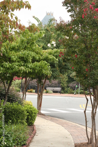 crape myrtles