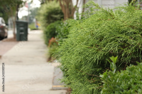 bushes