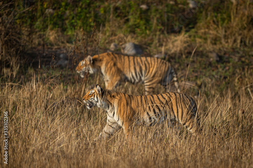 mother tiger with her cub in the wild stalking prey at dhikala zone of jim corbett national park, uttarakhand, india